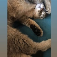 Scottish Fold, Kedi  arya fotoğrafı