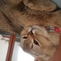 Scottish Fold, Kedi  arya fotoğrafı