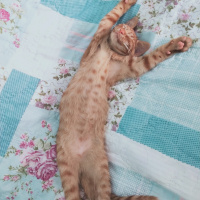 Sarman, Kedi  Badem fotoğrafı