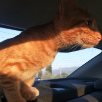 Sarman, Kedi  Badem fotoğrafı