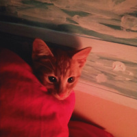 Sarman, Kedi  Badem fotoğrafı