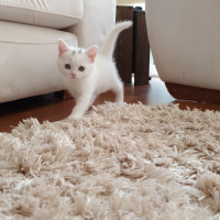 British Shorthair, Kedi  Cindy fotoğrafı