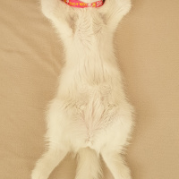 British Shorthair, Kedi  Cindy fotoğrafı