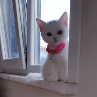 British Shorthair, Kedi  Cindy fotoğrafı