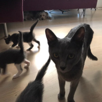 Mavi Rus, Kedi  KEDİSU GEÇİCİ YUVA ARIYORUZ fotoğrafı