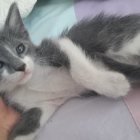 Mavi Rus, Kedi  KEDİSU GEÇİCİ YUVA ARIYORUZ fotoğrafı