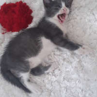 Mavi Rus, Kedi  KEDİSU GEÇİCİ YUVA ARIYORUZ fotoğrafı