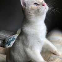 British Shorthair, Kedi  Gandalf fotoğrafı