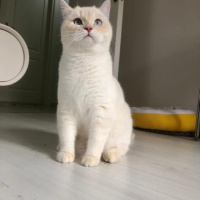 British Shorthair, Kedi  Gandalf fotoğrafı