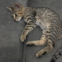Tekir Kedi, Kedi  Tekir fotoğrafı