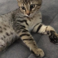 Tekir Kedi, Kedi  Tekir fotoğrafı