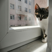 Tekir Kedi, Kedi  Üzüm fotoğrafı