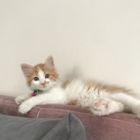 Sarman, Kedi  Fener fotoğrafı