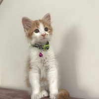 Sarman, Kedi  Fener fotoğrafı