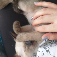 Siyam Kedisi, Kedi  Gölge fotoğrafı