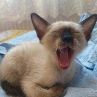 Siyam Kedisi, Kedi  Gölge fotoğrafı