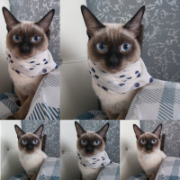 Siyam Kedisi, Kedi  Gölge fotoğrafı