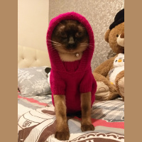 Siyam Kedisi, Kedi  Gölge fotoğrafı