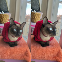 Siyam Kedisi, Kedi  Gölge fotoğrafı