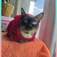 Siyam Kedisi, Kedi  Gölge fotoğrafı