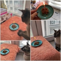 Siyam Kedisi, Kedi  Gölge fotoğrafı