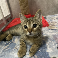 Tekir Kedi, Kedi  Bal Badem fotoğrafı