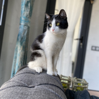 Tekir Kedi, Kedi  Bal Badem fotoğrafı