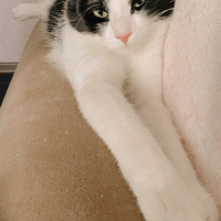 Tekir Kedi, Kedi  Bal Badem fotoğrafı