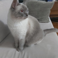 British Shorthair, Kedi  Rıfkı fotoğrafı