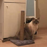 British Shorthair, Kedi  Rıfkı fotoğrafı