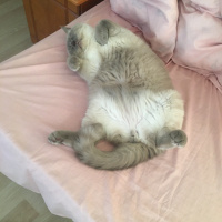 British Shorthair, Kedi  Rıfkı fotoğrafı