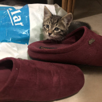 Tekir Kedi, Kedi  yok fotoğrafı