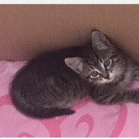 Tekir Kedi, Kedi  yok fotoğrafı