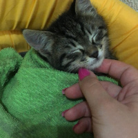 Tekir Kedi, Kedi  yok fotoğrafı