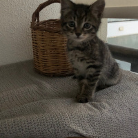 Tekir Kedi, Kedi  yok fotoğrafı