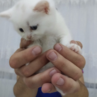 Scottish Fold, Kedi  Shiva fotoğrafı