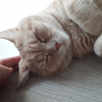 British Shorthair, Kedi  Fıstık fotoğrafı