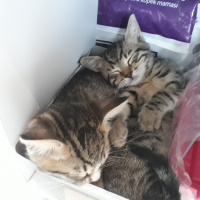 Tekir Kedi, Kedi  Minnak ve Minik fotoğrafı