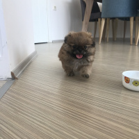 Pekingese, Köpek  Fındık fotoğrafı