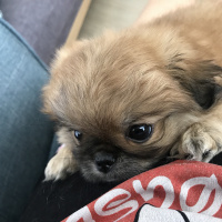 Pekingese, Köpek  Fındık fotoğrafı