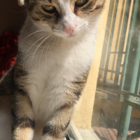 Tekir Kedi, Kedi  Mırnav fotoğrafı