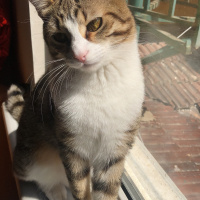 Tekir Kedi, Kedi  Mırnav fotoğrafı