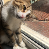 Tekir Kedi, Kedi  Mırnav fotoğrafı