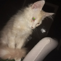 Maine Coon, Kedi  ares fotoğrafı