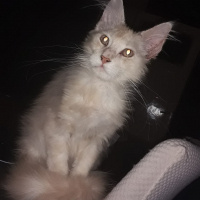 Maine Coon, Kedi  ares fotoğrafı