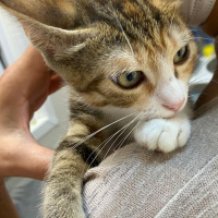 Tekir Kedi, Kedi  Ponçik fotoğrafı
