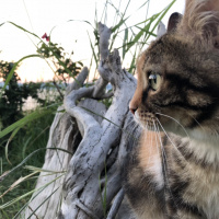 Tekir Kedi, Kedi  Carte fotoğrafı