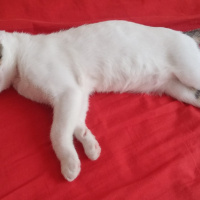 Tekir Kedi, Kedi  Oscar fotoğrafı