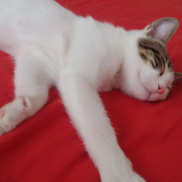 Tekir Kedi, Kedi  Oscar fotoğrafı