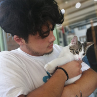 Tekir Kedi, Kedi  Oscar fotoğrafı